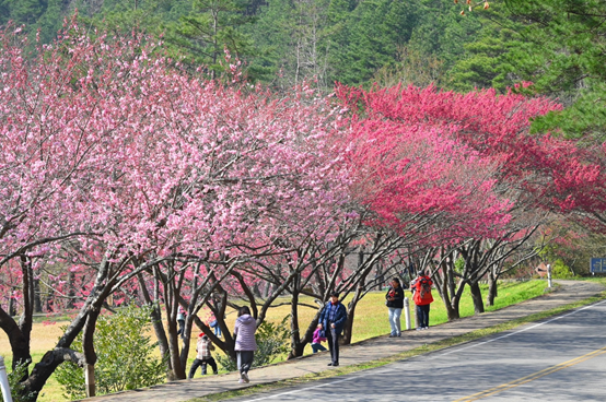 櫻花季宣導