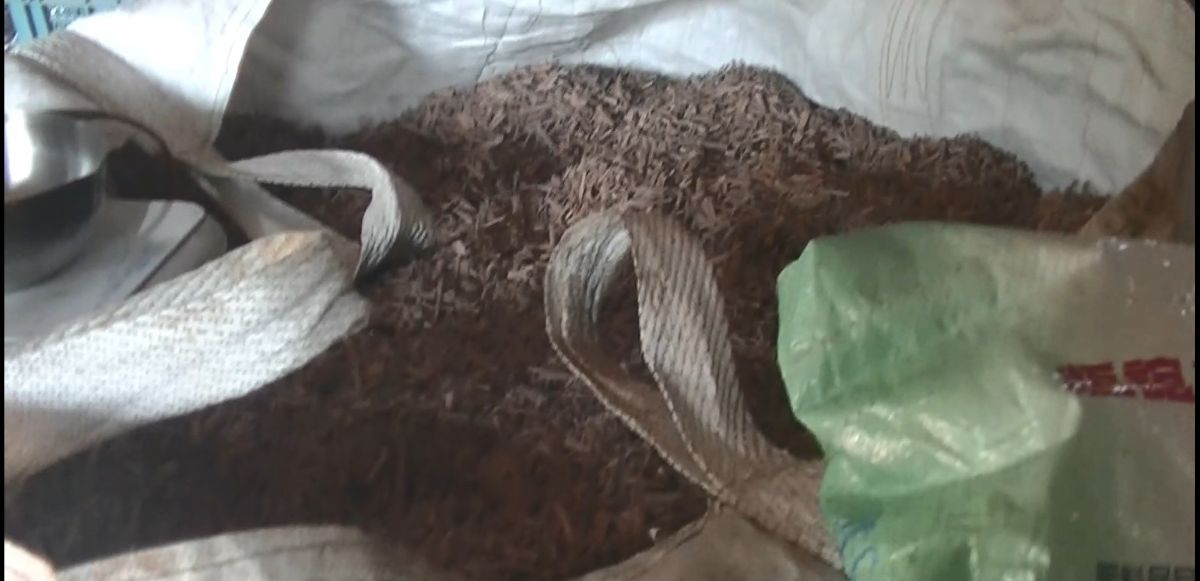 山老鼠盜取貴重木製肖楠粉變賣牟利 保七移送法辦